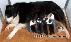 Triclour Male border collie puppy